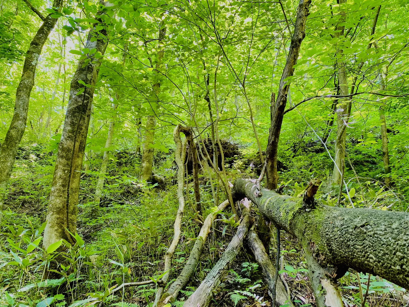 苔むした倒木が横たわる、明るい緑の森