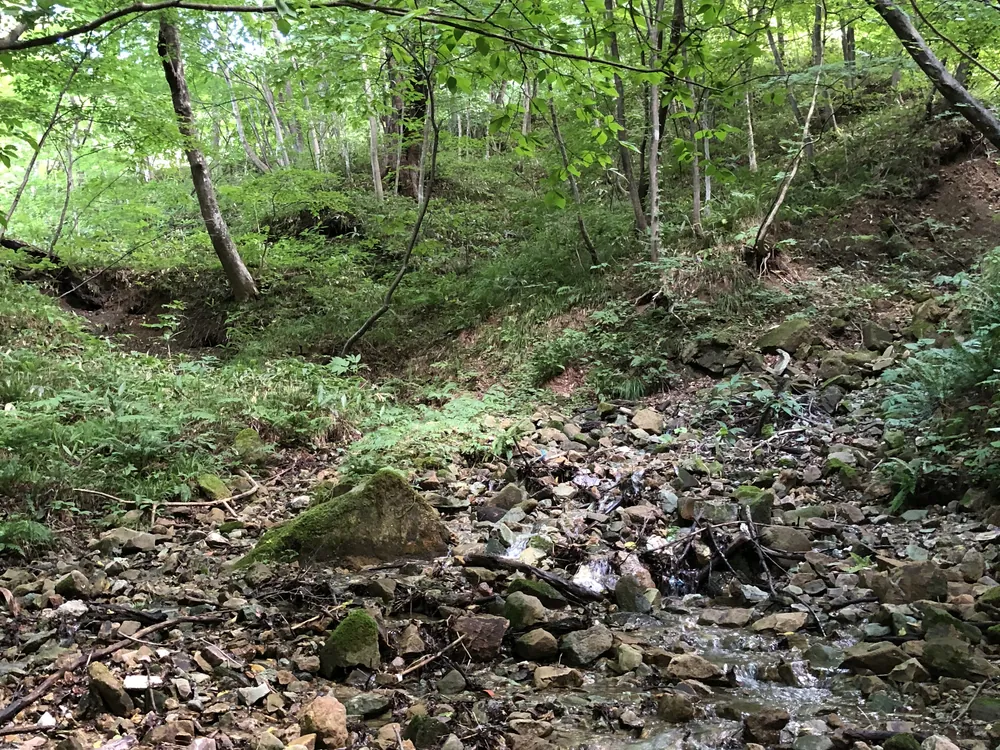 石の転がる沢筋と、木々が茂る斜面