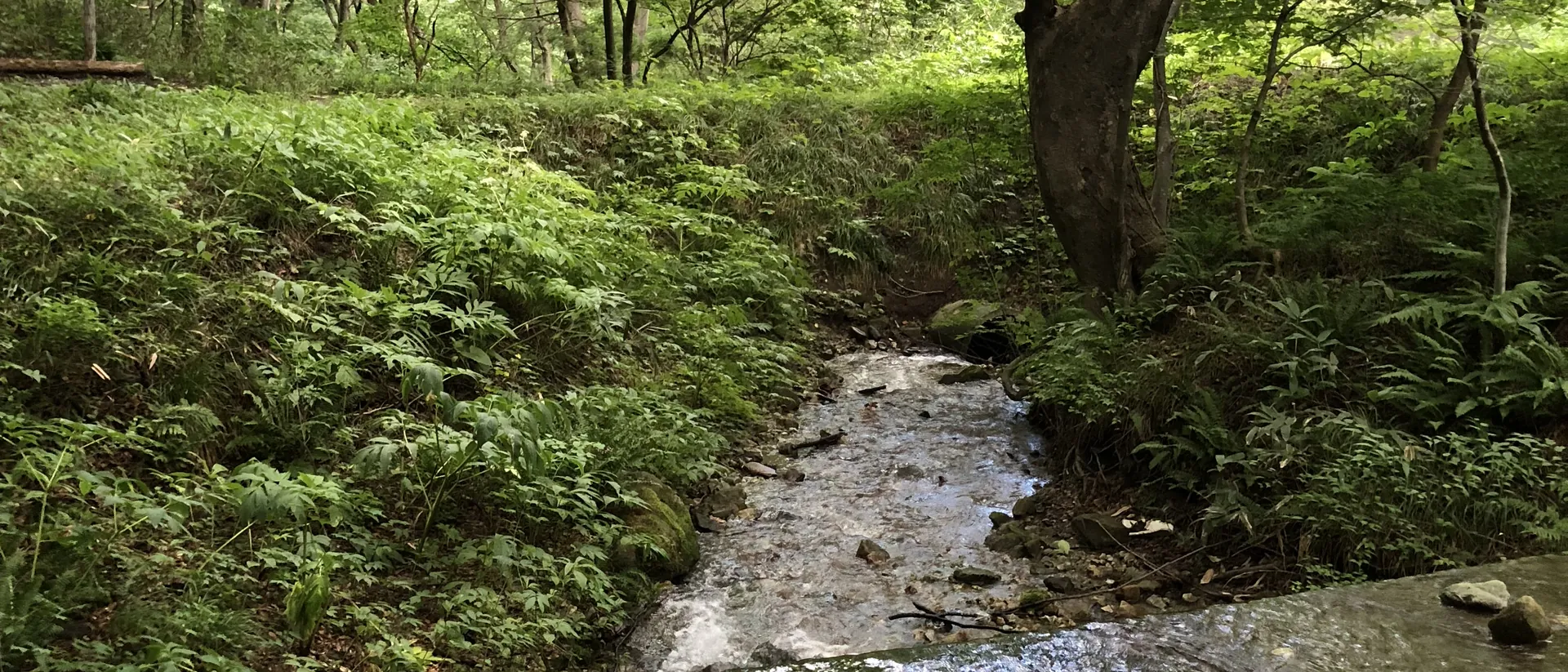 シダや下草が茂る森の中を、細い沢が流れる風景
